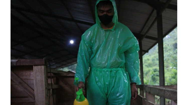 Heboh Virus PMK Ternak.
