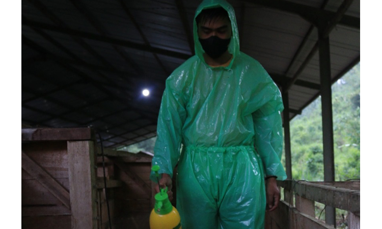 Heboh Virus PMK Ternak.
