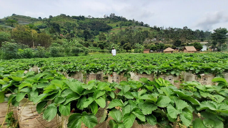 Wisata Halal Terang Lembang di Kabupaten Bandung Barat.