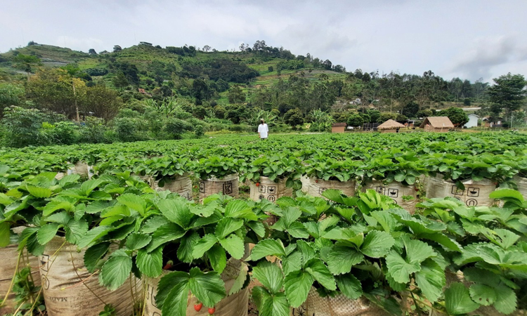 Wisata Halal Terang Lembang di Kabupaten Bandung Barat.