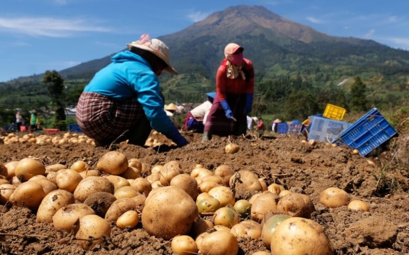 pekerja-memanen-kentang-varietas-granola-l-di-komplek-kebun-_190717175338-880