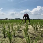 Sawah kering