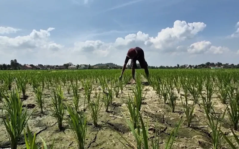 Sawah kering Sawah kering